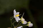 Jasmine nightshade